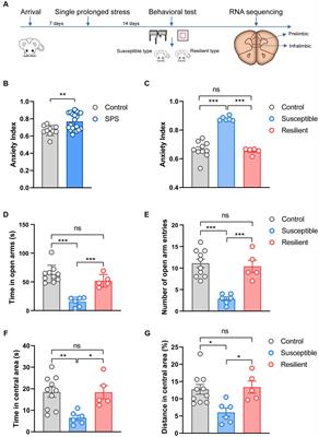 MicroRNA expression profiles of stress susceptibility and resilience in the prelimbic and infralimbic cortex of rats after single prolonged stress